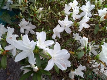 High angle view of white flowering plant