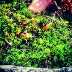 Close-up of berries growing on field