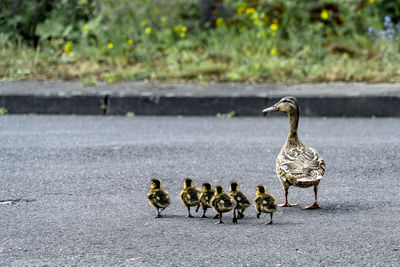 View of birds on road