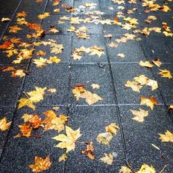 High angle view of autumn leaves