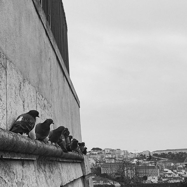 building exterior, architecture, built structure, city, sky, residential structure, residential building, building, clear sky, residential district, day, low angle view, outdoors, cityscape, house, no people, city life, copy space, roof, overcast