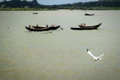 Birds in water