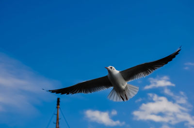 Low angle view of seagull flying