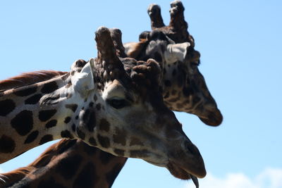 Low angle view of giraffe against sky