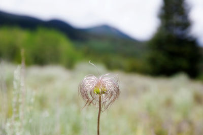 Close-up of plant against blurred background