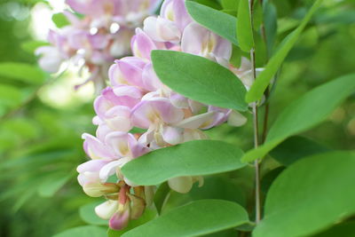 Close-up of pink flowers