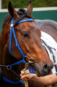 Close-up of horse