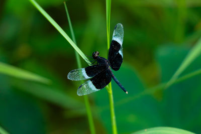 Close-up of insect on leaf