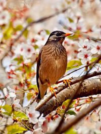 Close-up of bird perching on a tree