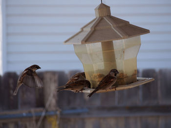 Close-up of birds against blurred background