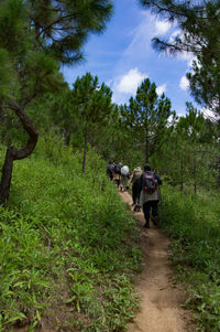 People walking on footpath in forest