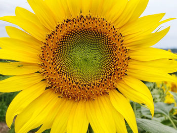 Close-up of healthy sunflower