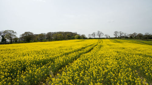 Scenic view of oilseed rape field against sky