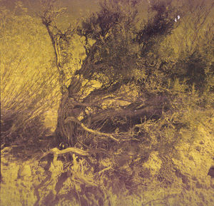 Full frame shot of tree trunk