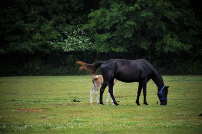 Horse standing in a field