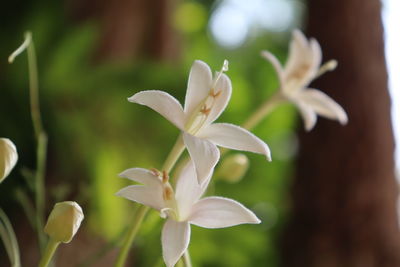 Close-up of white flowering plant