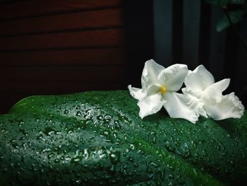 Close-up of wet white flowering plant