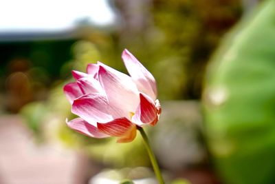 Close-up of pink lotus water lily