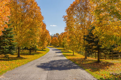 Road amidst trees against sky during autumn