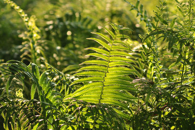 Close-up of fern leaves on tree