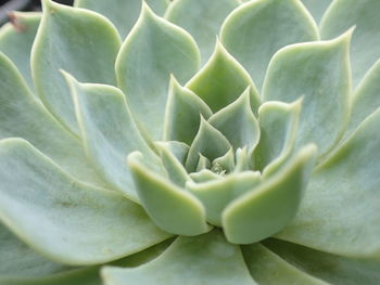 Close-up of cactus flower