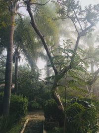 Trees in forest