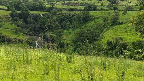 Scenic view of green field