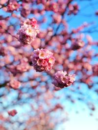 Close-up of cherry blossoms on branch