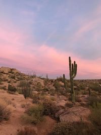 Cactus growing on field against sky during sunset