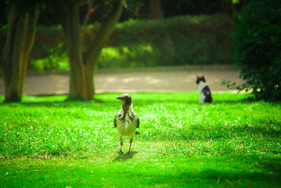 Ducks on field