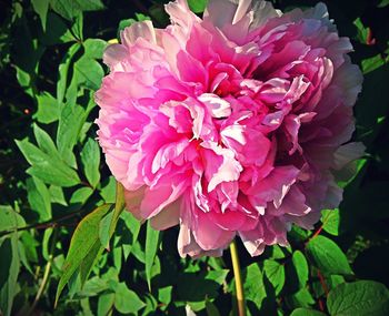 Close-up of pink flower