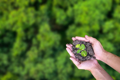 Midsection of person holding leaf