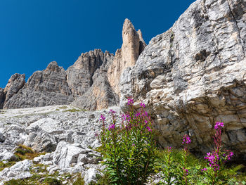 Low angle view of flowering plants against rocks