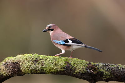 Bird perching on a plant