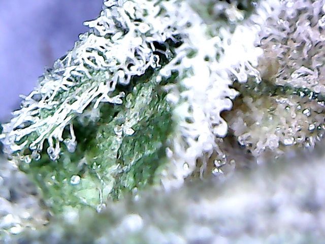 close-up, no people, selective focus, nature, water, plant, cold temperature, snow, winter, day, freshness, beauty in nature, extreme close-up, outdoors, frozen, macro, ice, drop, lichen, fir tree