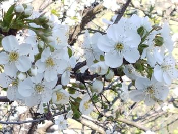 Close-up of white cherry blossoms in spring