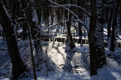Snow covered trees in forest