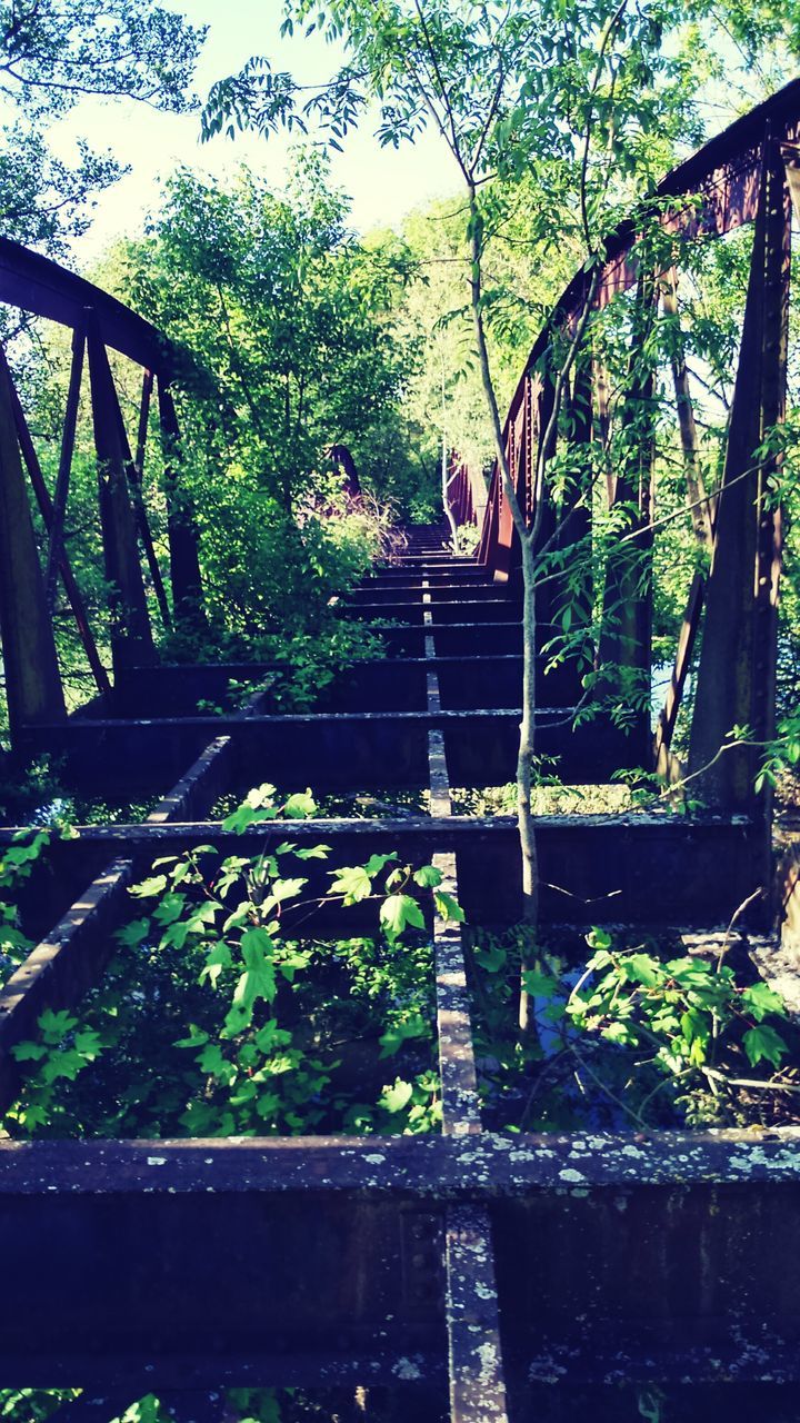 tree, growth, railing, steps, footbridge, built structure, green color, branch, nature, staircase, plant, forest, steps and staircases, tranquility, day, bridge - man made structure, wood - material, outdoors, sunlight, architecture