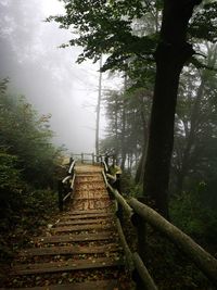 Walkway amidst trees in forest