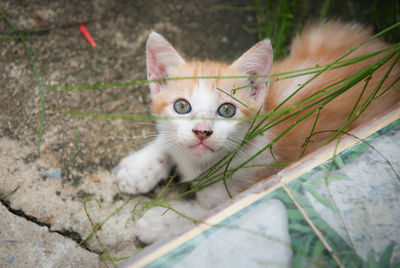 Close-up portrait of cat yawning