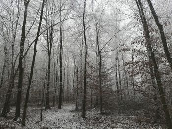 Bare trees in forest during winter