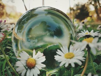 Reflection of person in crystal ball on field by flowers