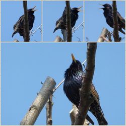 Low angle view of bird perching on tree against sky