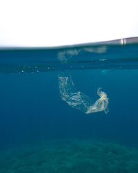 Fish swimming in sea