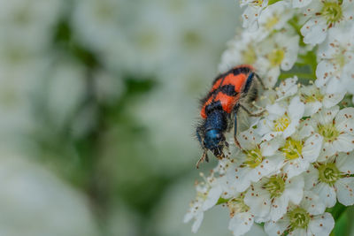 Close-up of butterfly pollinating on flower