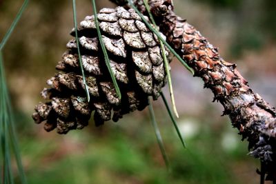 Close-up of plant against blurred background