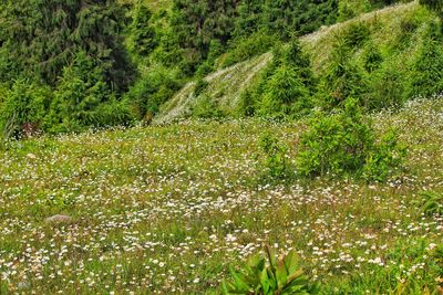 Plants growing on field
