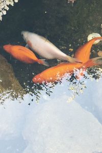 View of koi carps swimming in lake
