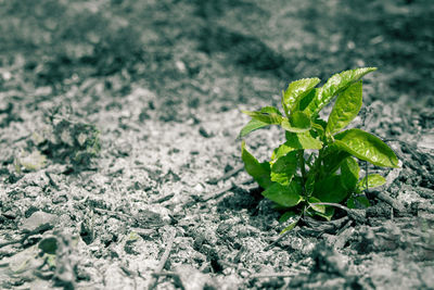 Close-up of small plant growing on land