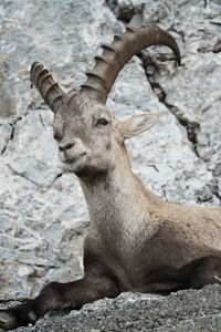 A mountain goat looks at the camera